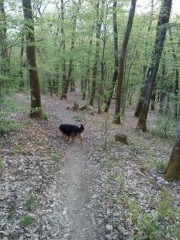 Аренда посуточная дома,дачи Ужгород, Ужгород - квартира посуточно