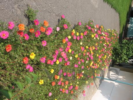 Podobova rent an ekobudinka in Mirgorod, Mirgorod - apartment by the day